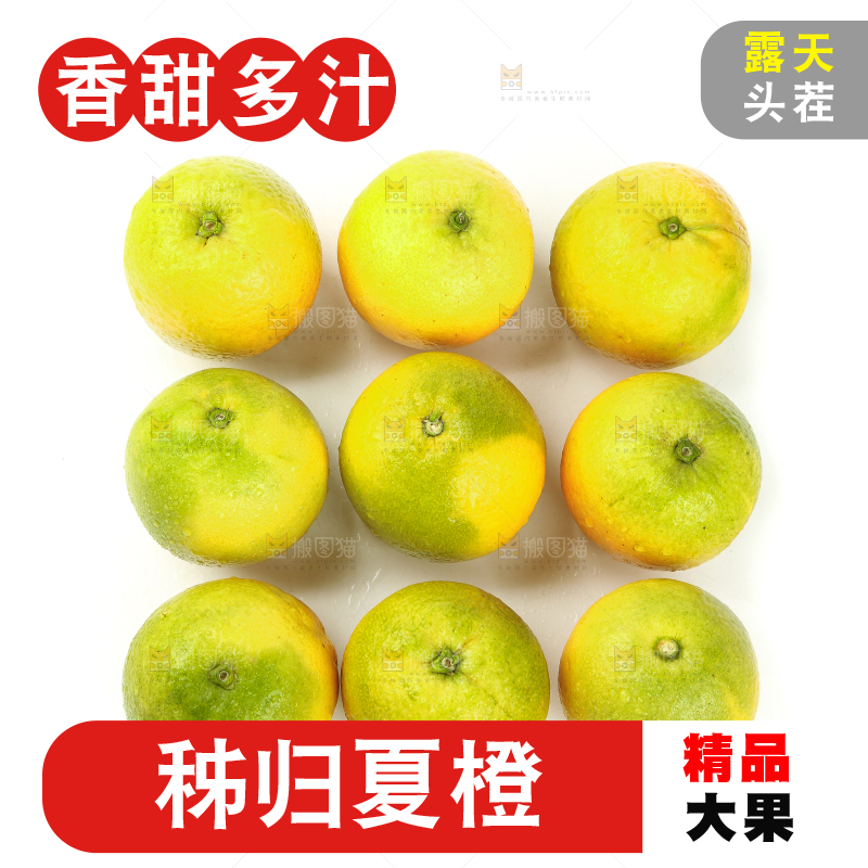 白底上的夏橙