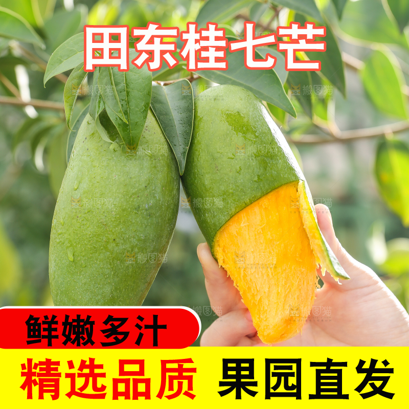 手拿剥皮的桂七芒