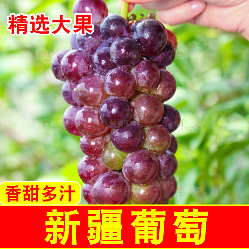 手拿东北巨峰葡萄