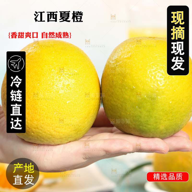 手拿着的夏橙