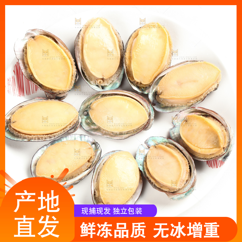 白底上放着新鲜剥开的活动大鲍鱼