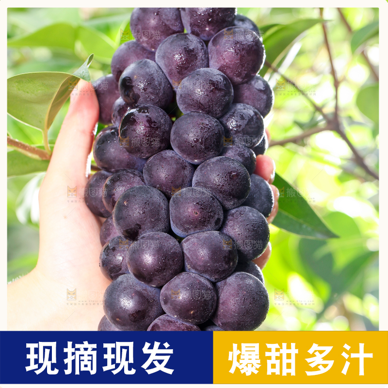 手拿一串新鲜葡萄
