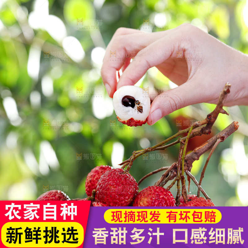 手端一盘荔枝