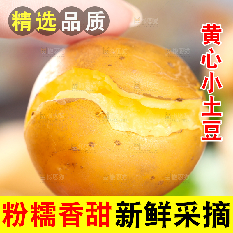 手拿黄心熟土豆