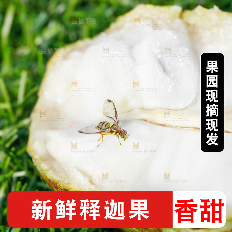 绿地上放着释迦果