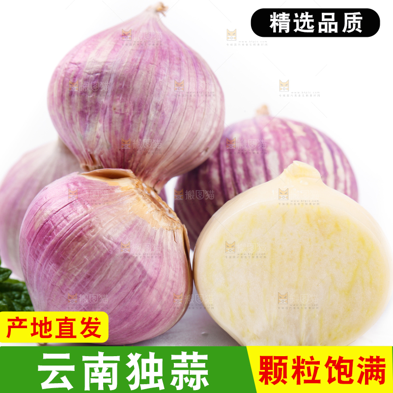 白底上摆放着紫皮独蒜