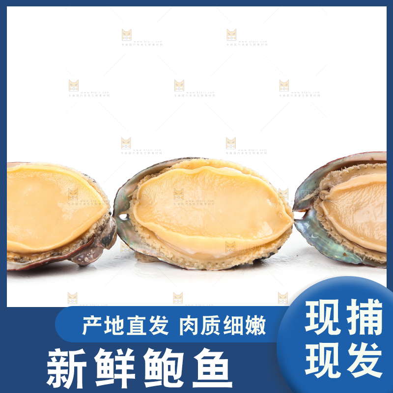 白底上的新鲜鲍鱼