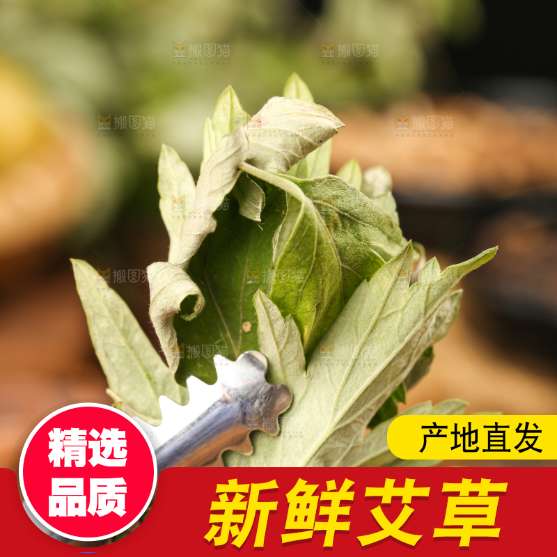 夹子夹着艾草叶