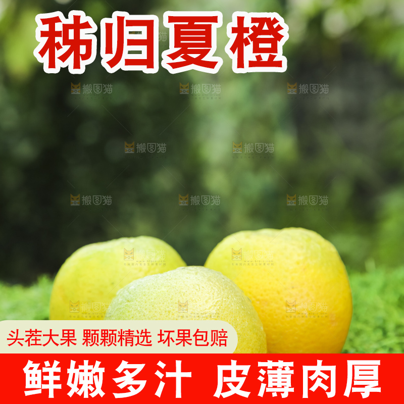 草地上的夏橙