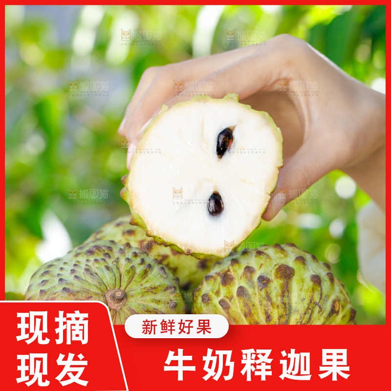 手里拿着释迦果