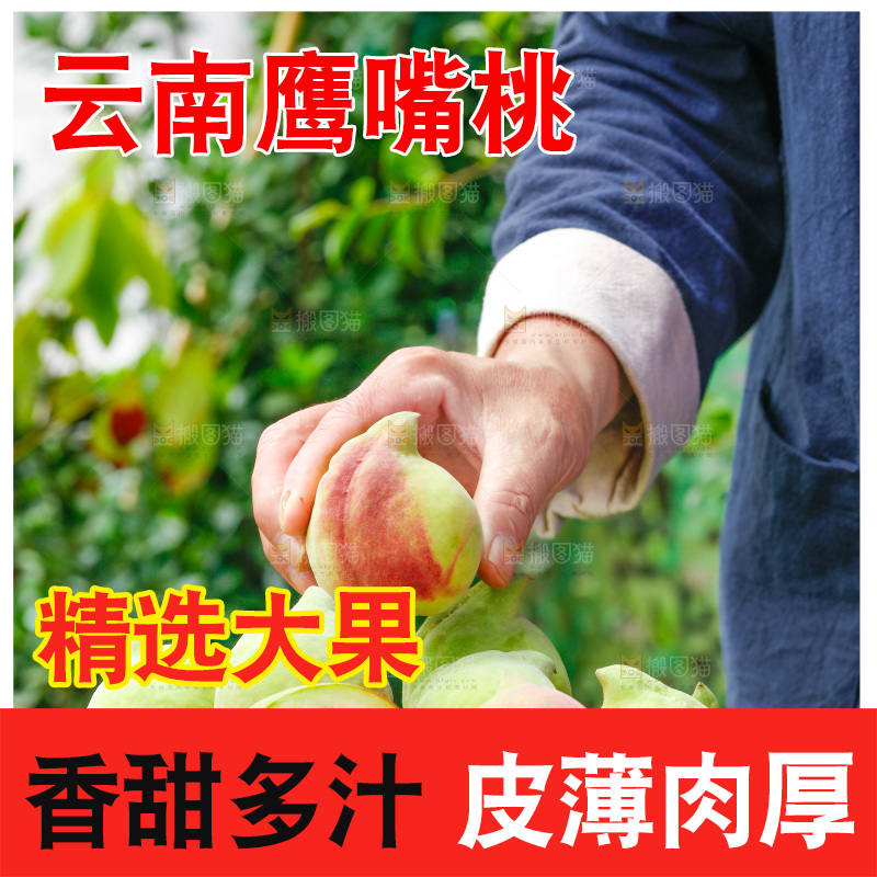 手拿云南鹰嘴黑美人桃子