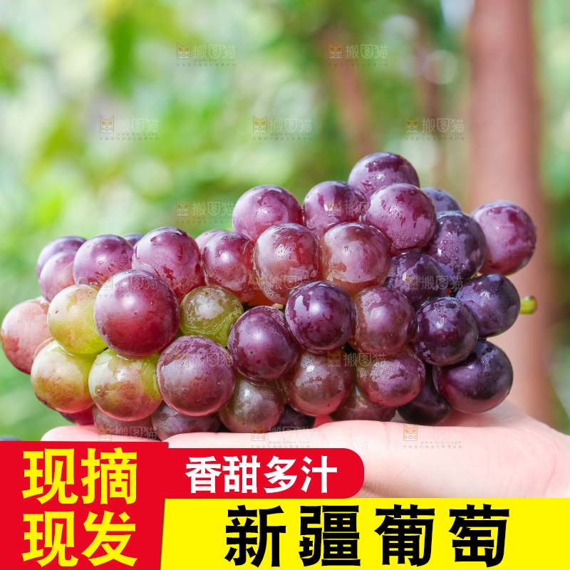 手拿东北巨峰葡萄