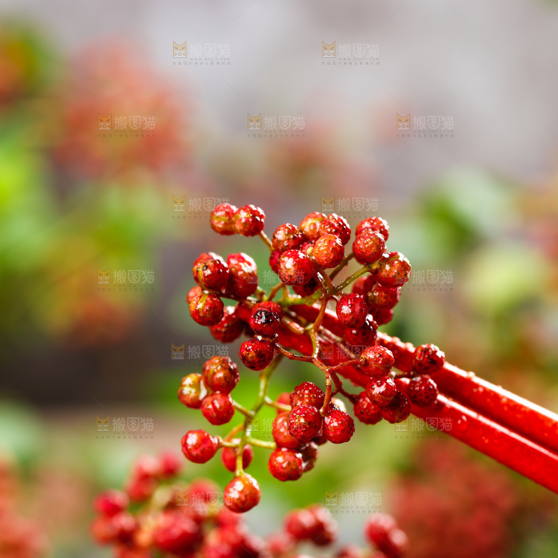 筷子夹着花椒