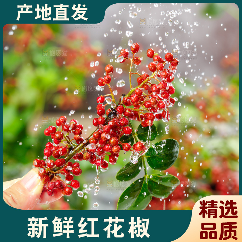 手拿新鲜花椒