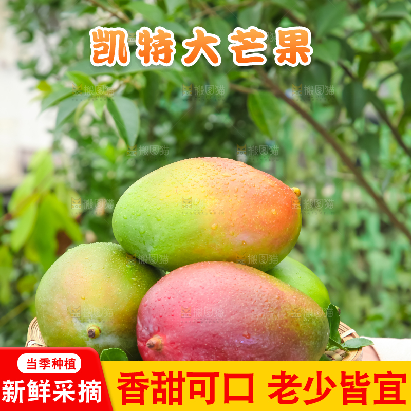 手拿一筐四川凯特芒