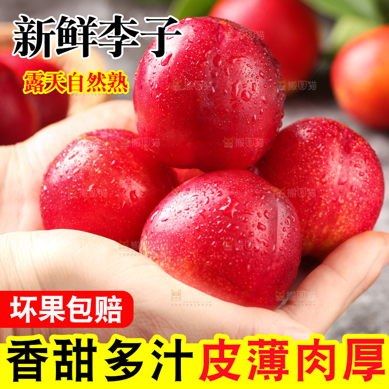 手拿珍珠李