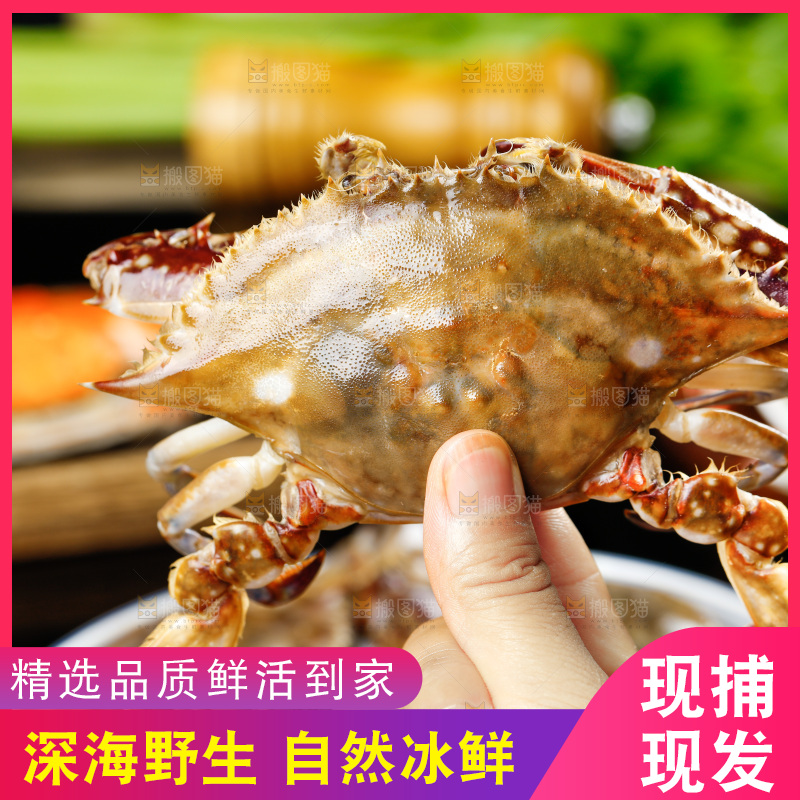 手拿梭子蟹