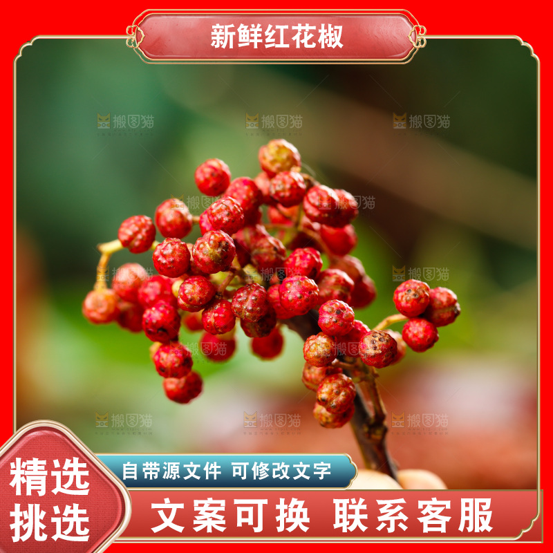 手拿新鲜红花椒
