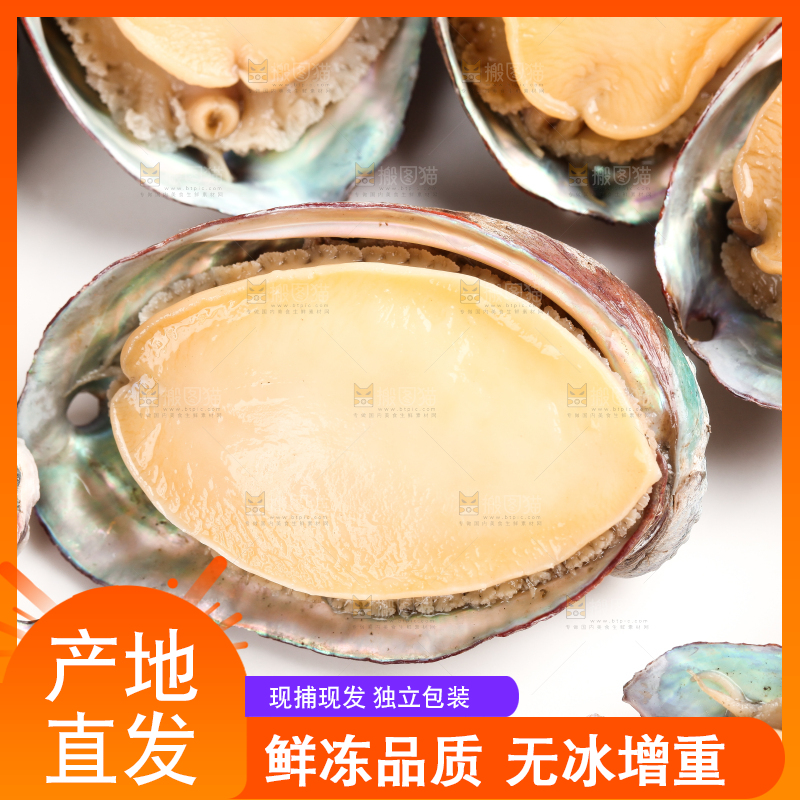 白底上放着新鲜剥开的活动大鲍鱼