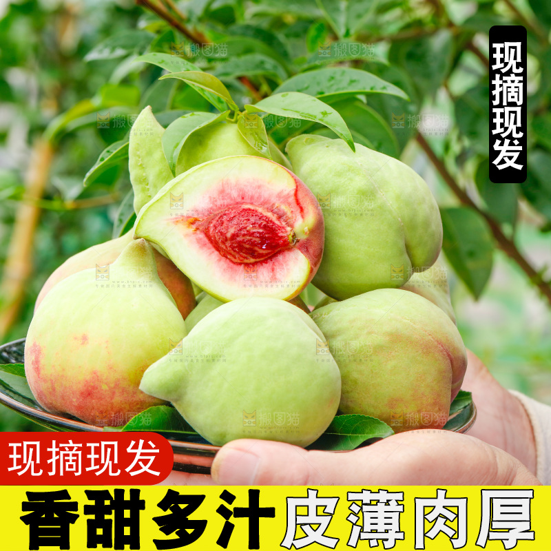 手拿云南鹰嘴黑美人桃子