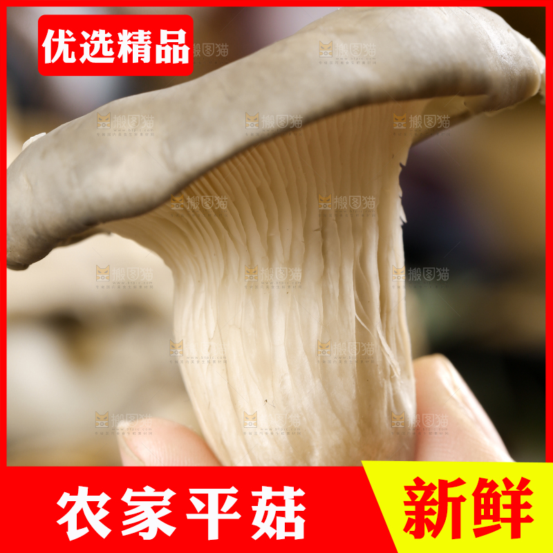 手里拿着平菇