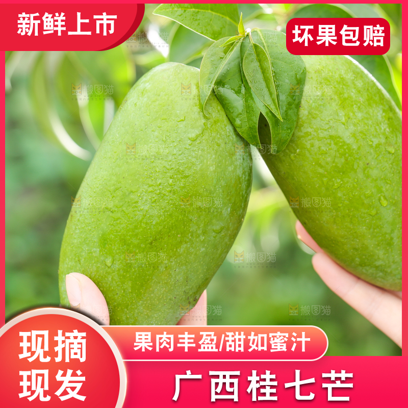 手拿田东桂七芒