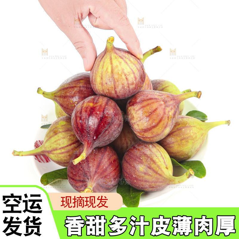 手拿紫皮无花果