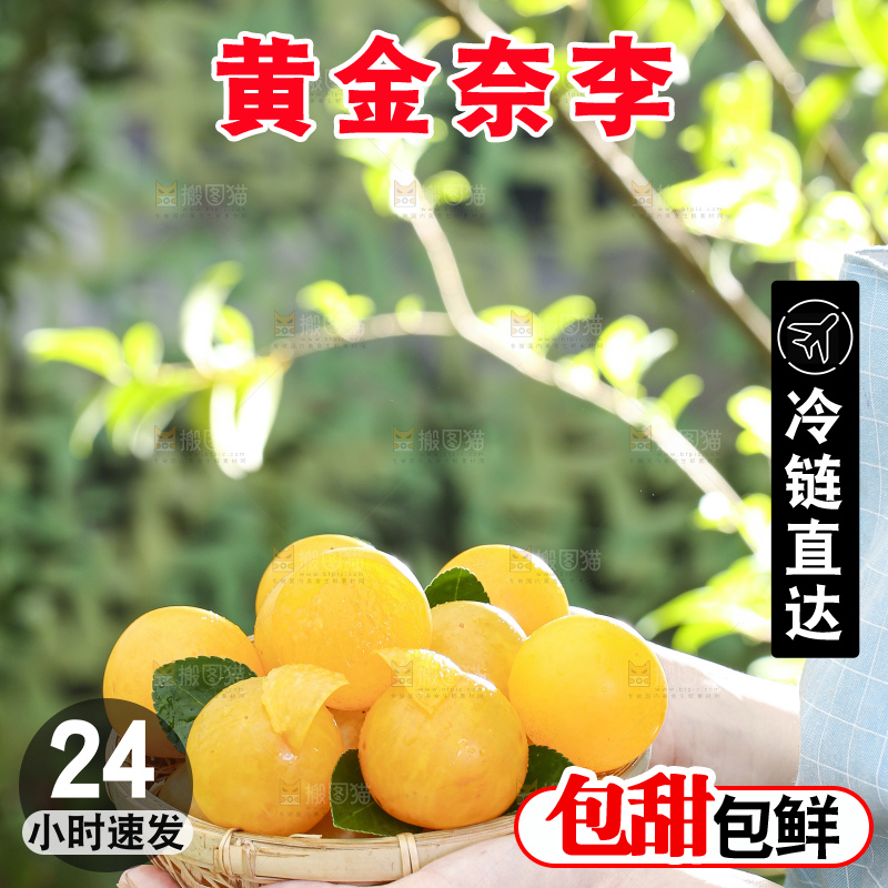 手拿一篮九峰山黄金奈李