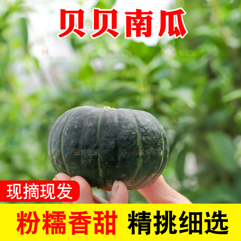 手里拿着板栗贝贝南瓜