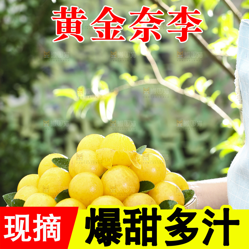 手拿一盘九峰山黄金奈李