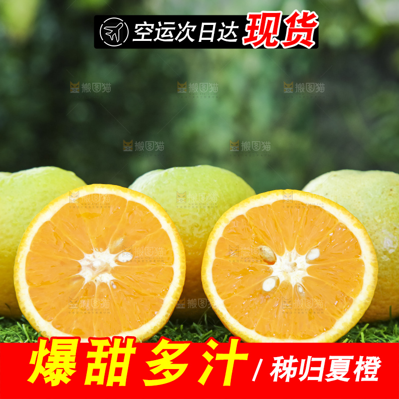 草地上的夏橙