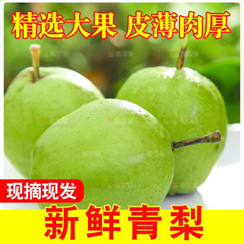 白石板上的陕西早酥梨