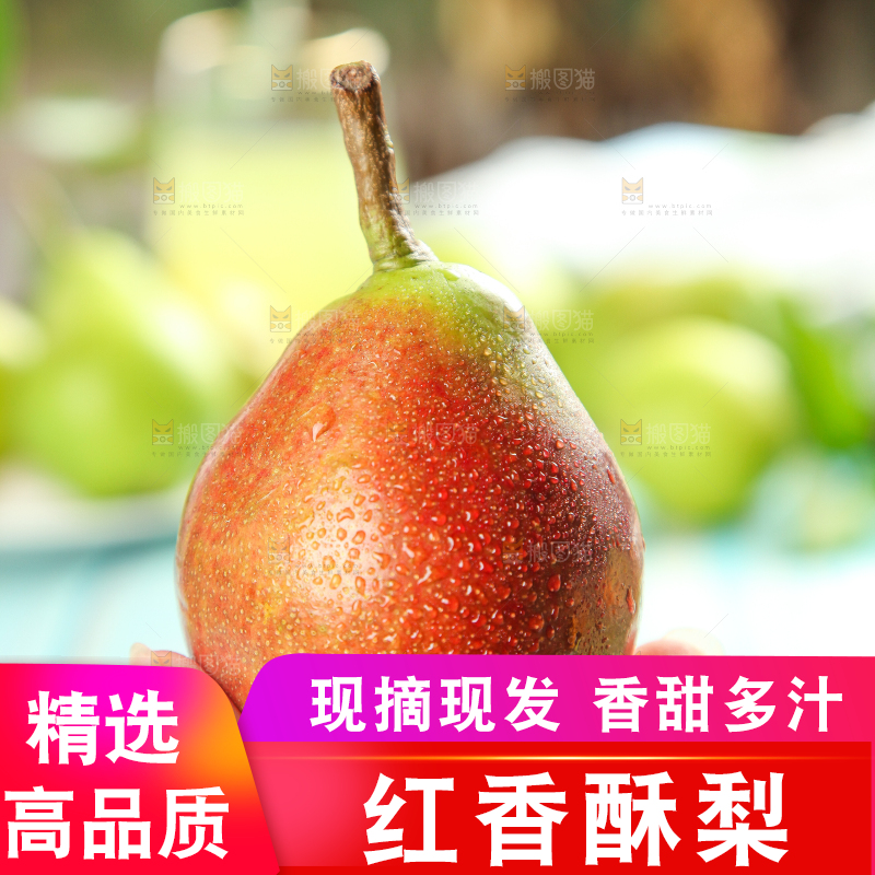 手拿红香酥梨