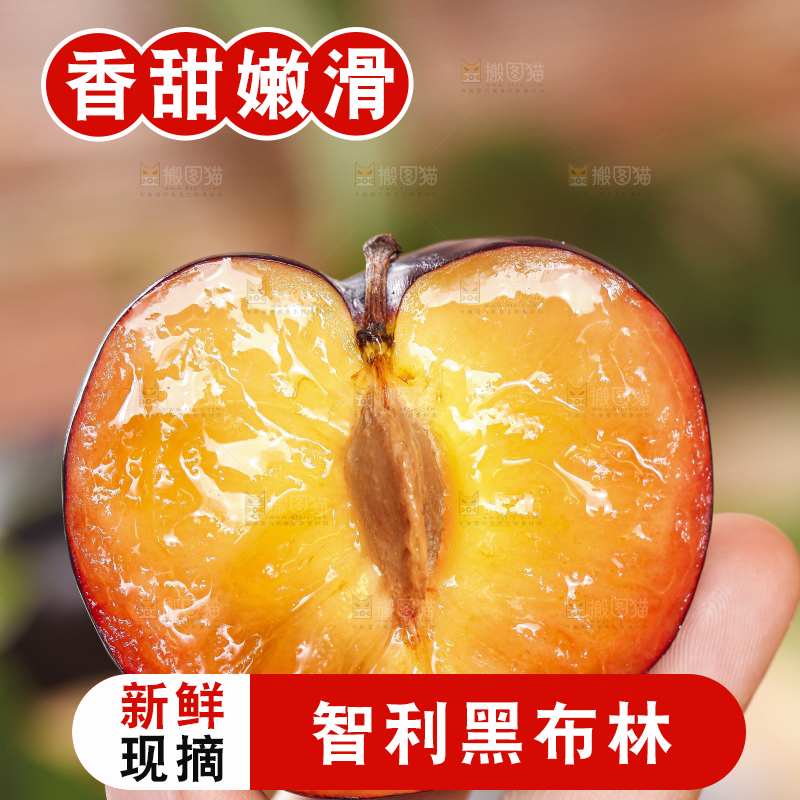手拿掰开的智利黑布林