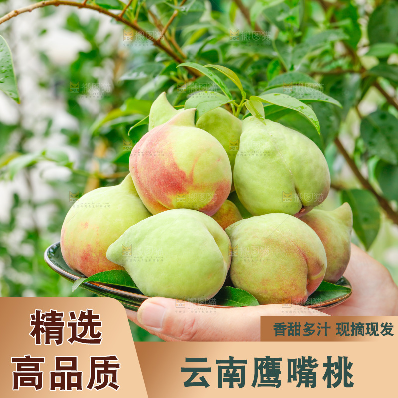 手拿云南鹰嘴黑美人桃子