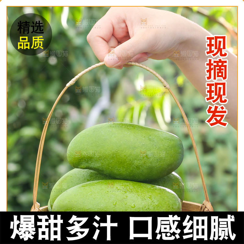 手拿一篮桂七芒