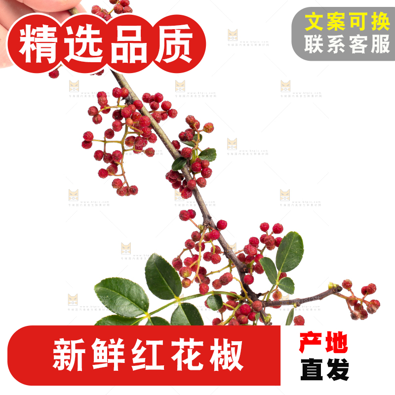 手拿新鲜花椒