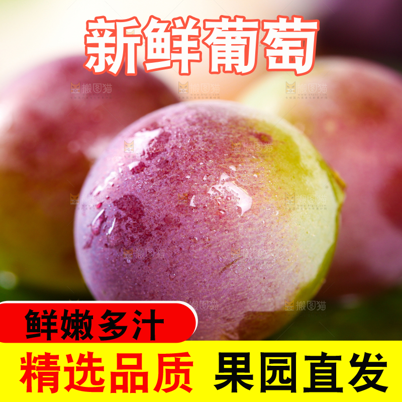 树叶上的巨峰葡萄