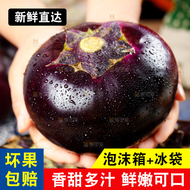 手拿紫圆茄子