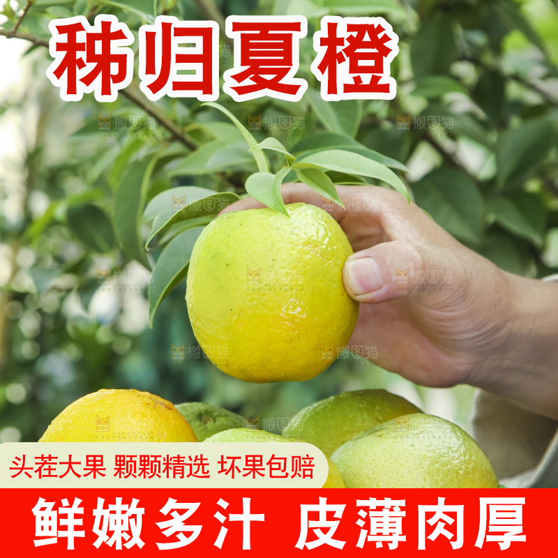 上手拿一筐夏橙