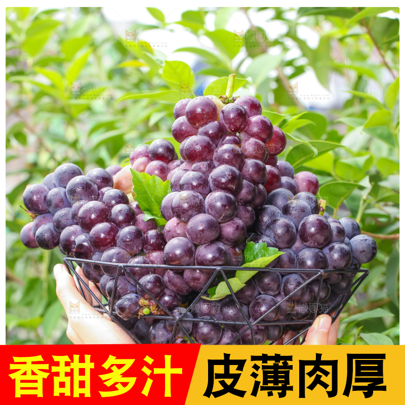 手拿一筐东北巨峰葡萄