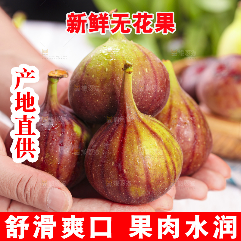 手拿紫皮无花果