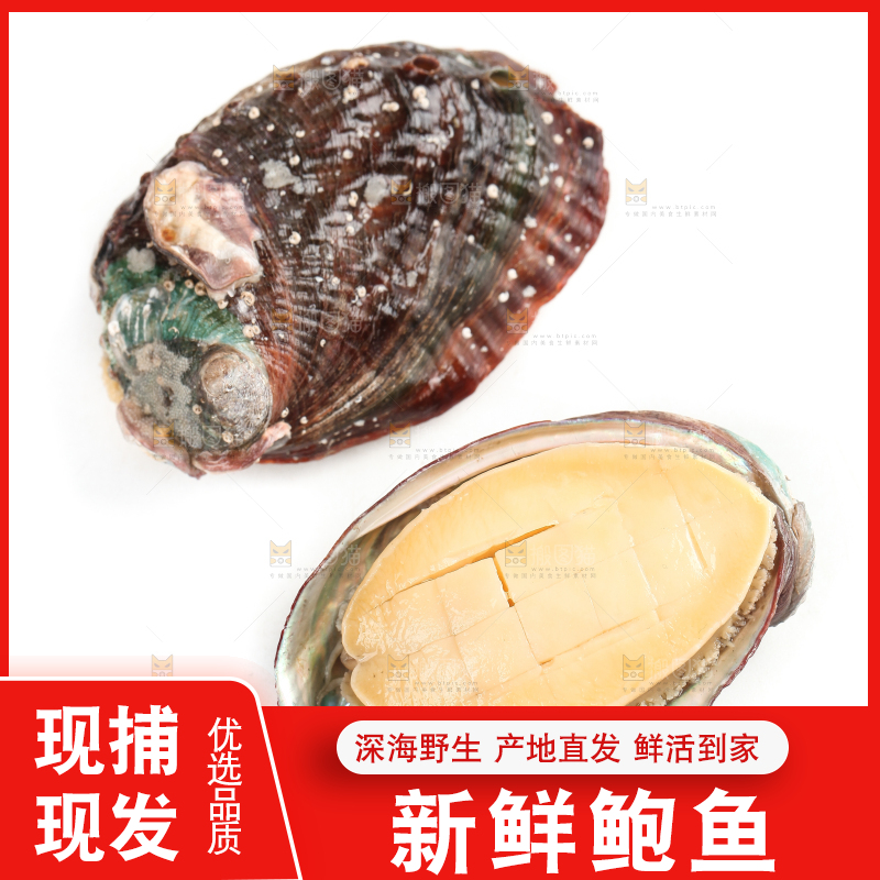 白底上放着新鲜剥开的鲜鲍鱼
