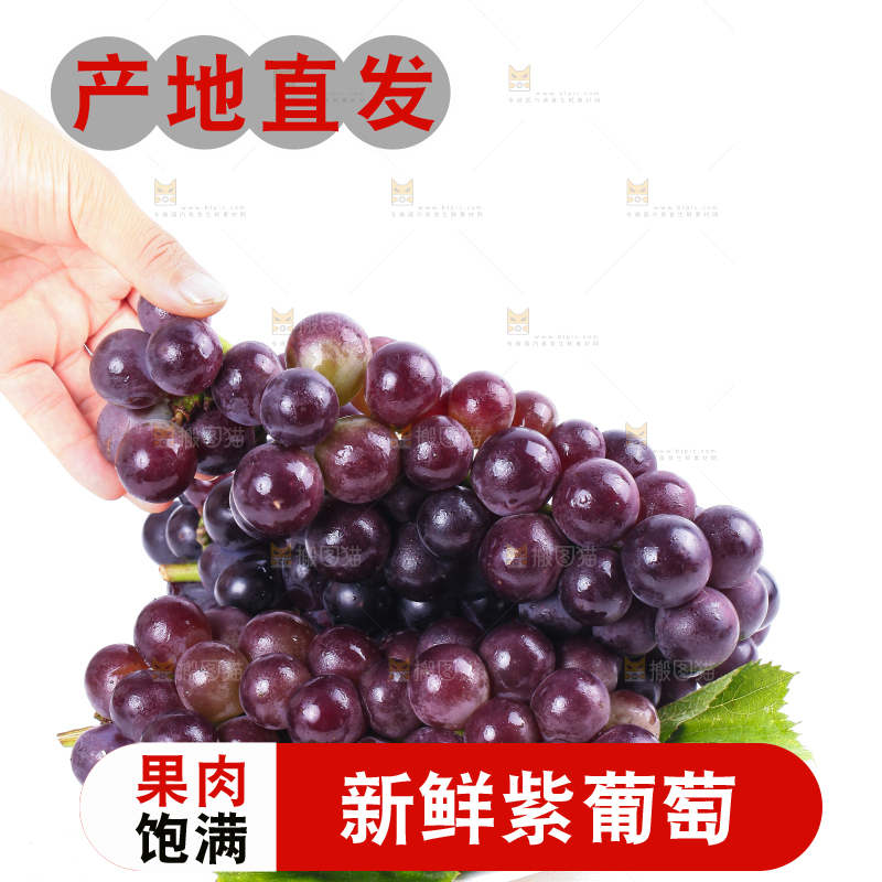 手拿东北巨峰葡萄