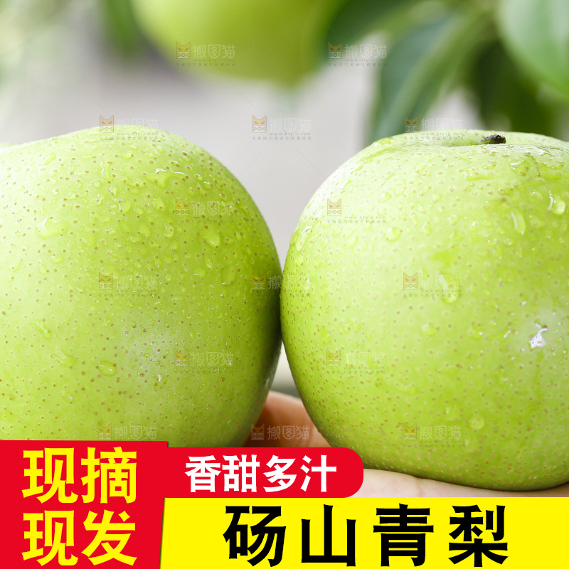 手拿砀山青皮皇冠梨