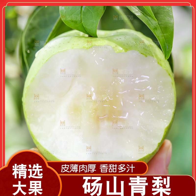 手拿的砀山青皮皇冠梨