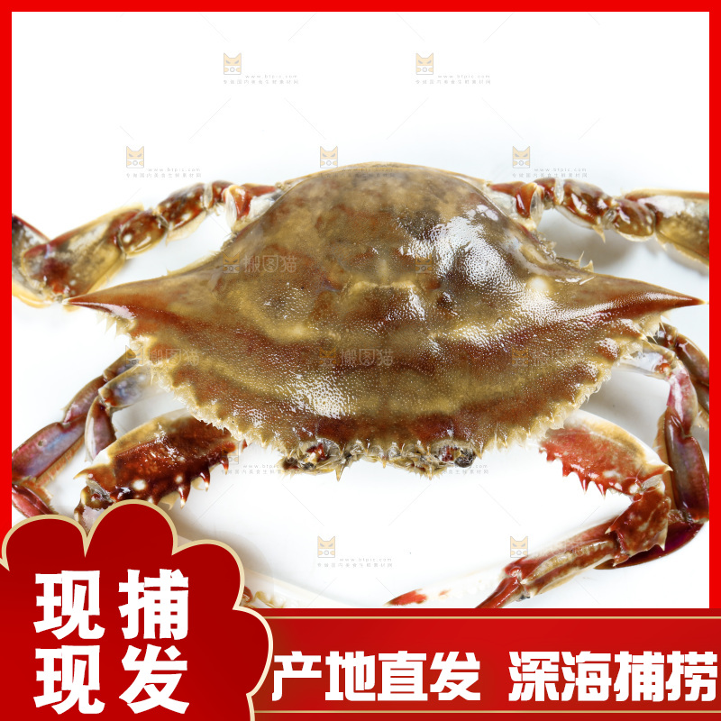 白底上的梭子蟹