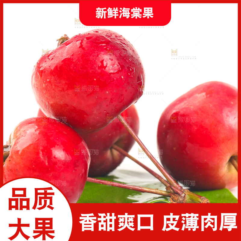 白底上的东北海棠果