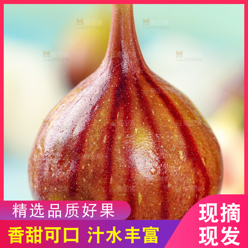 手拿紫皮无花果