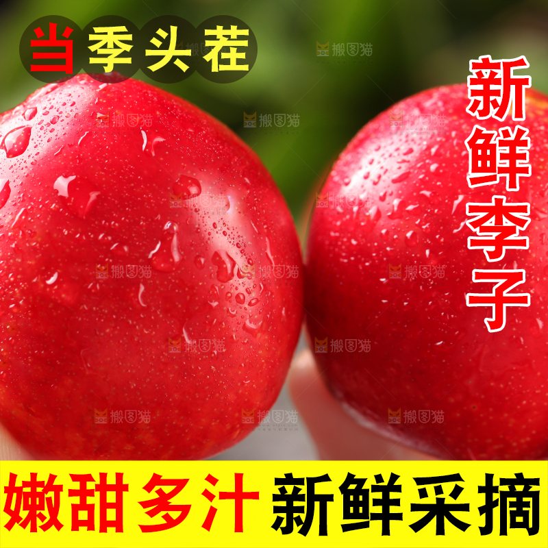手拿珍珠李